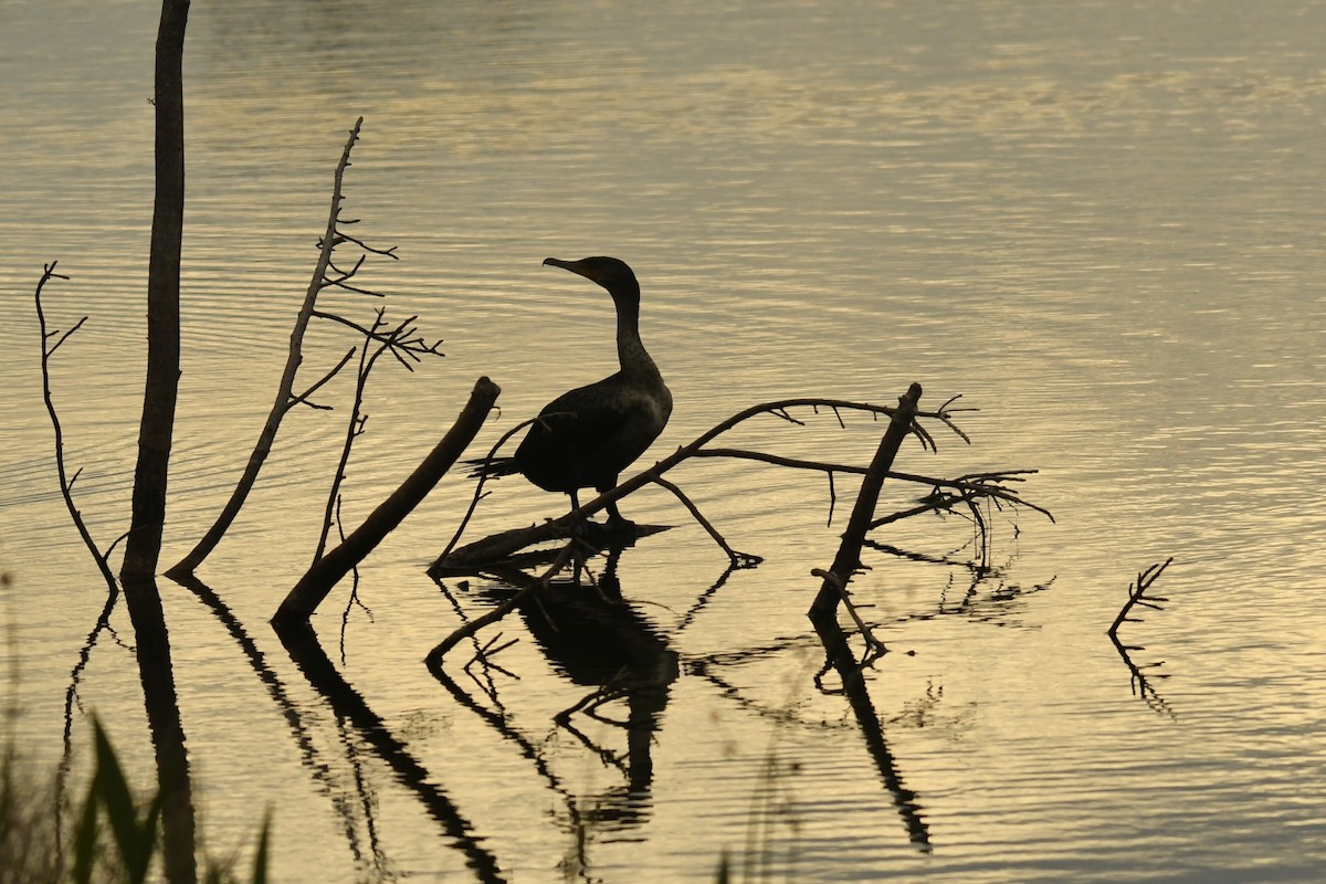 Double-crested Cormorant - ML628013134