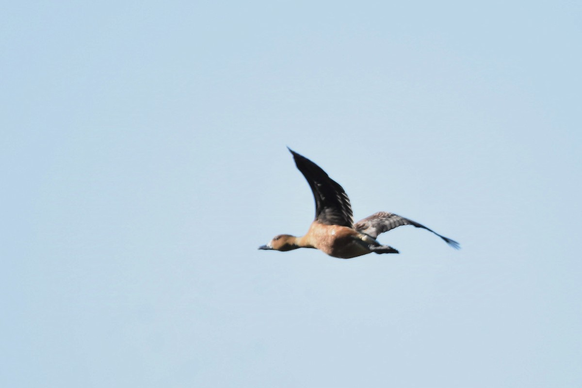 Fulvous Whistling-Duck - ML628013146