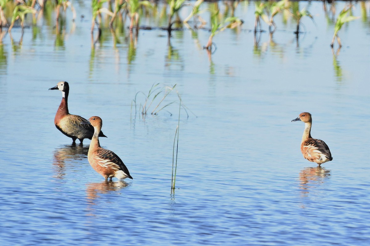 Fulvous Whistling-Duck - ML628013147