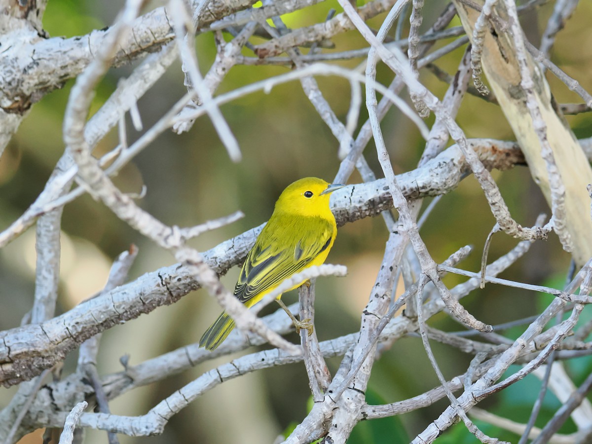 Yellow Warbler (Golden) - ML628013213