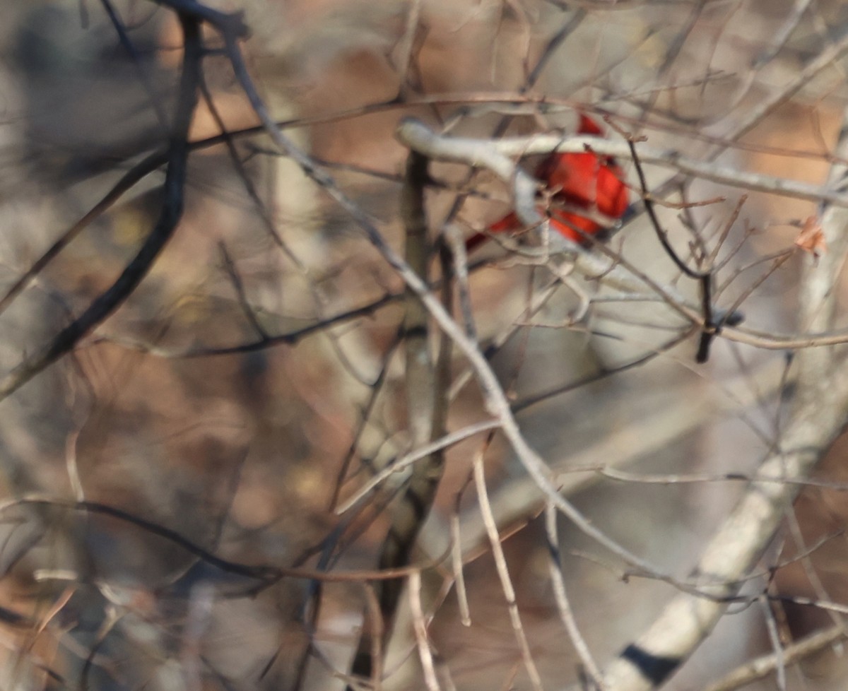 Northern Cardinal - ML628013246