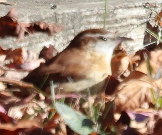 Carolina Wren - ML628013274