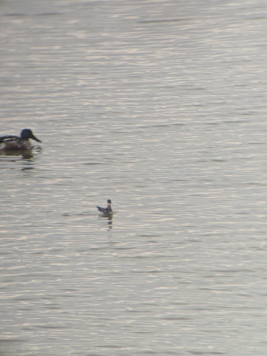 Red-necked Phalarope - ML628013332