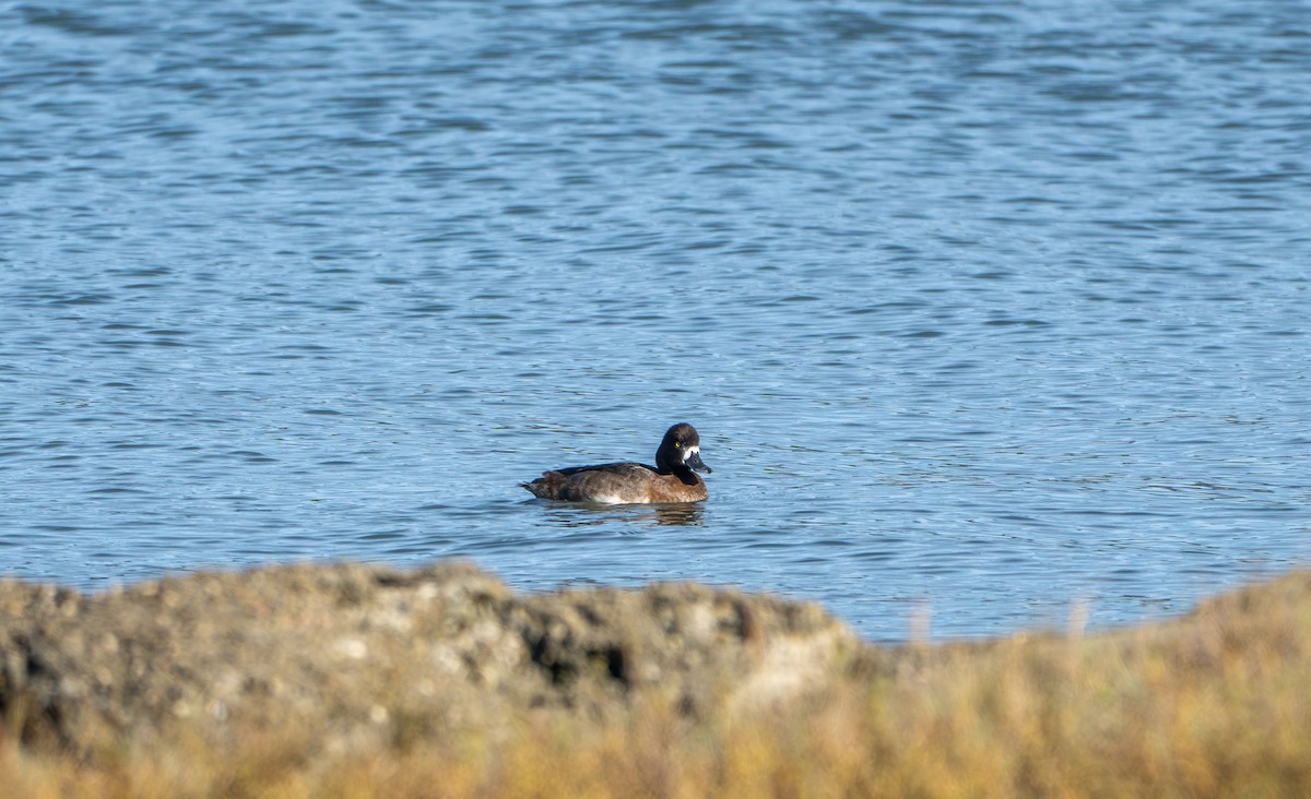 Тэнгисийн шумбуур - ML628013354