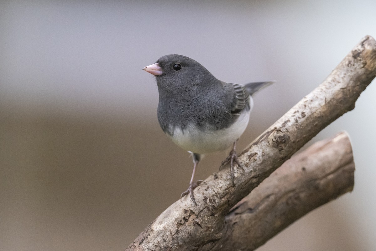 Dark-eyed Junco - ML628013376