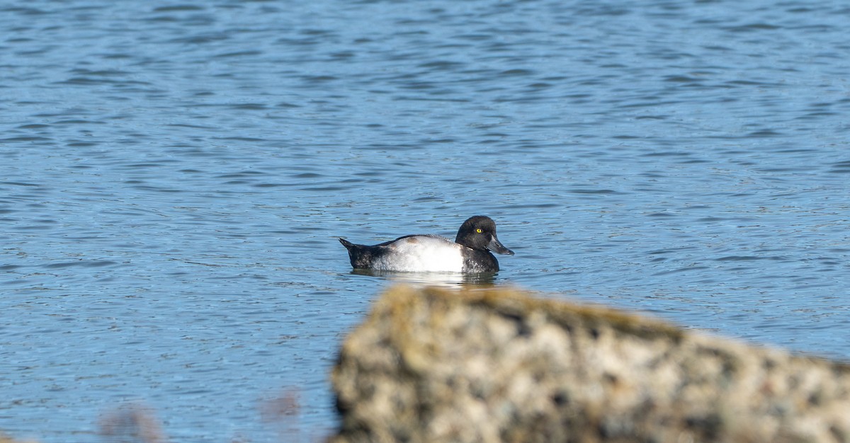 Тэнгисийн шумбуур - ML628013403