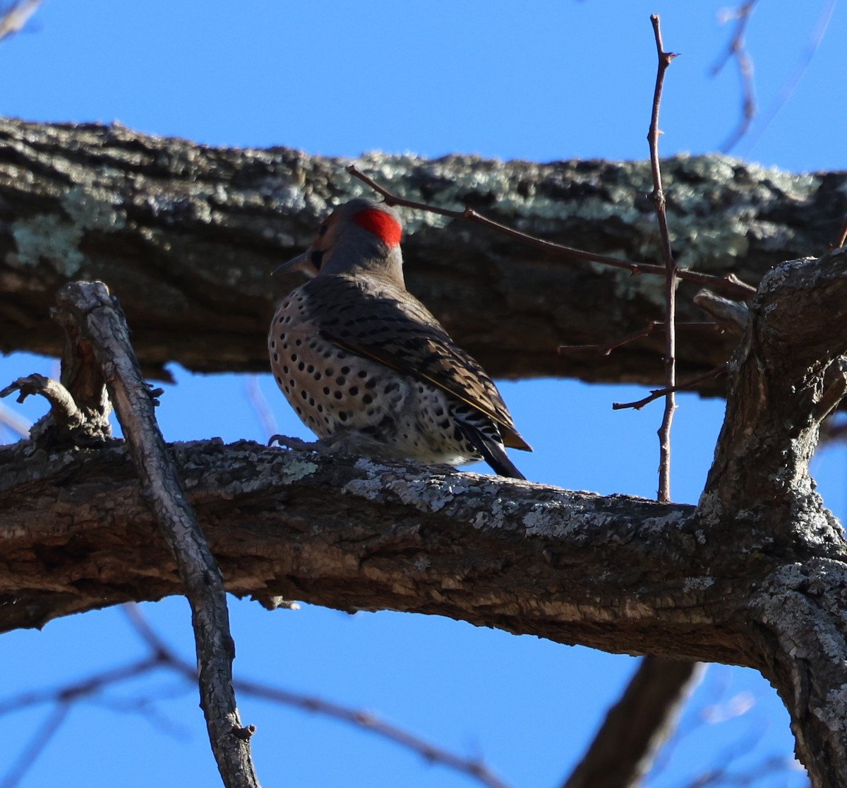 Northern Flicker - ML628013417