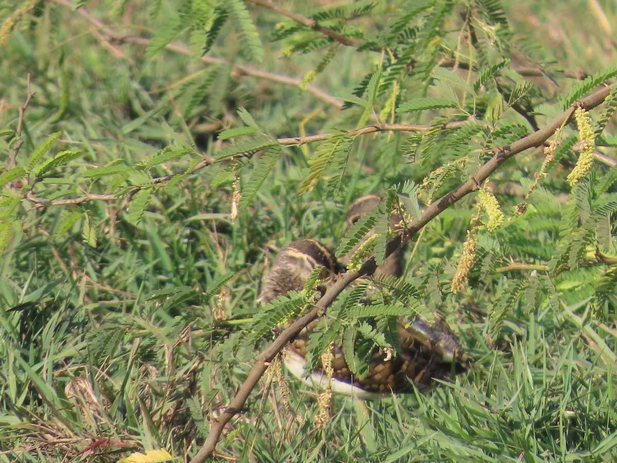 Greater Painted-Snipe - ML628013453