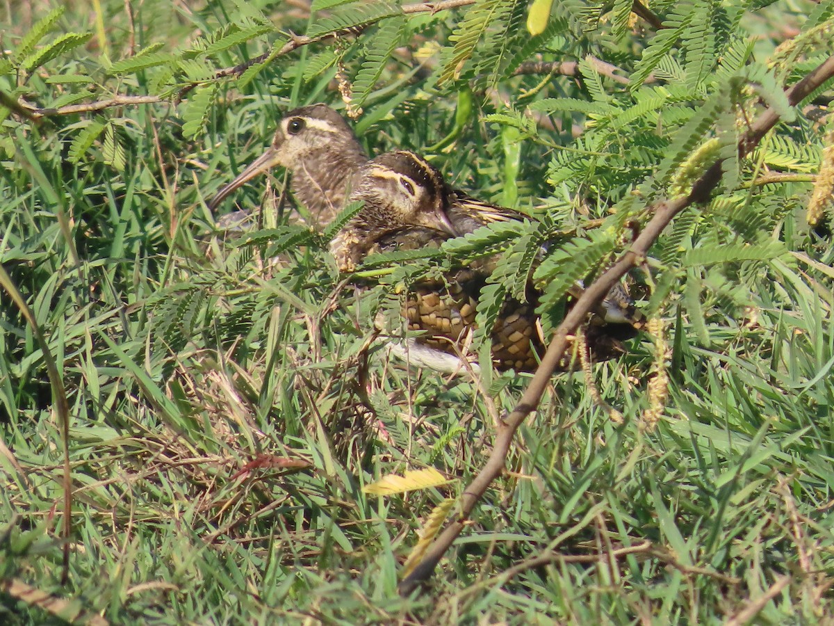 Greater Painted-Snipe - ML628013465