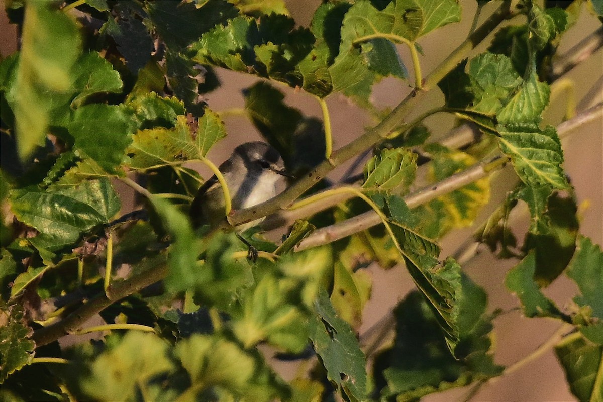 White-crested Tyrannulet (Sulphur-bellied) - ML628013663