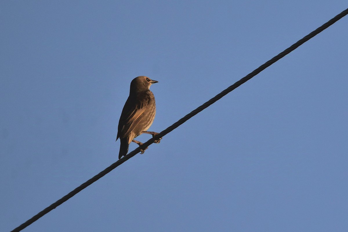 European Starling - ML628013684