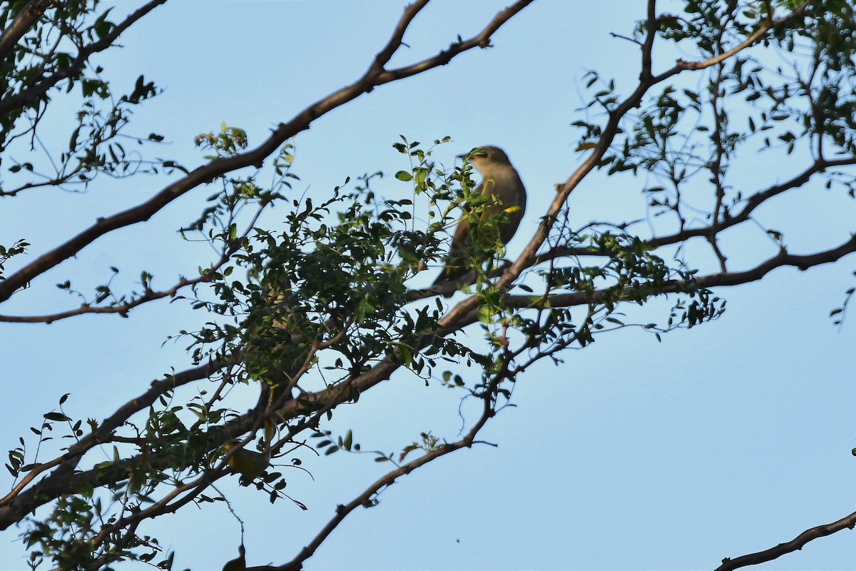 European Starling - ML628013685