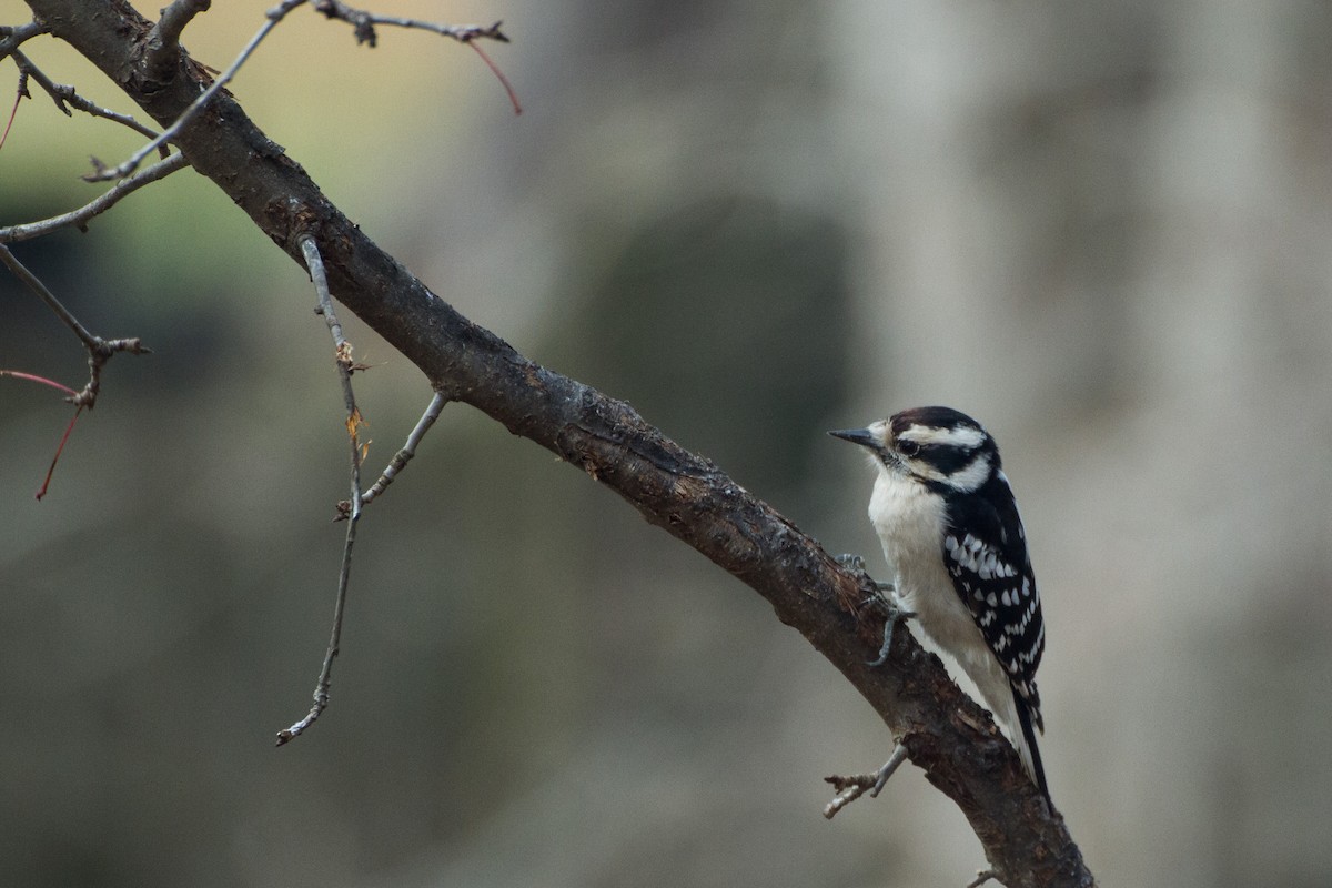 Downy Woodpecker - ML628013734