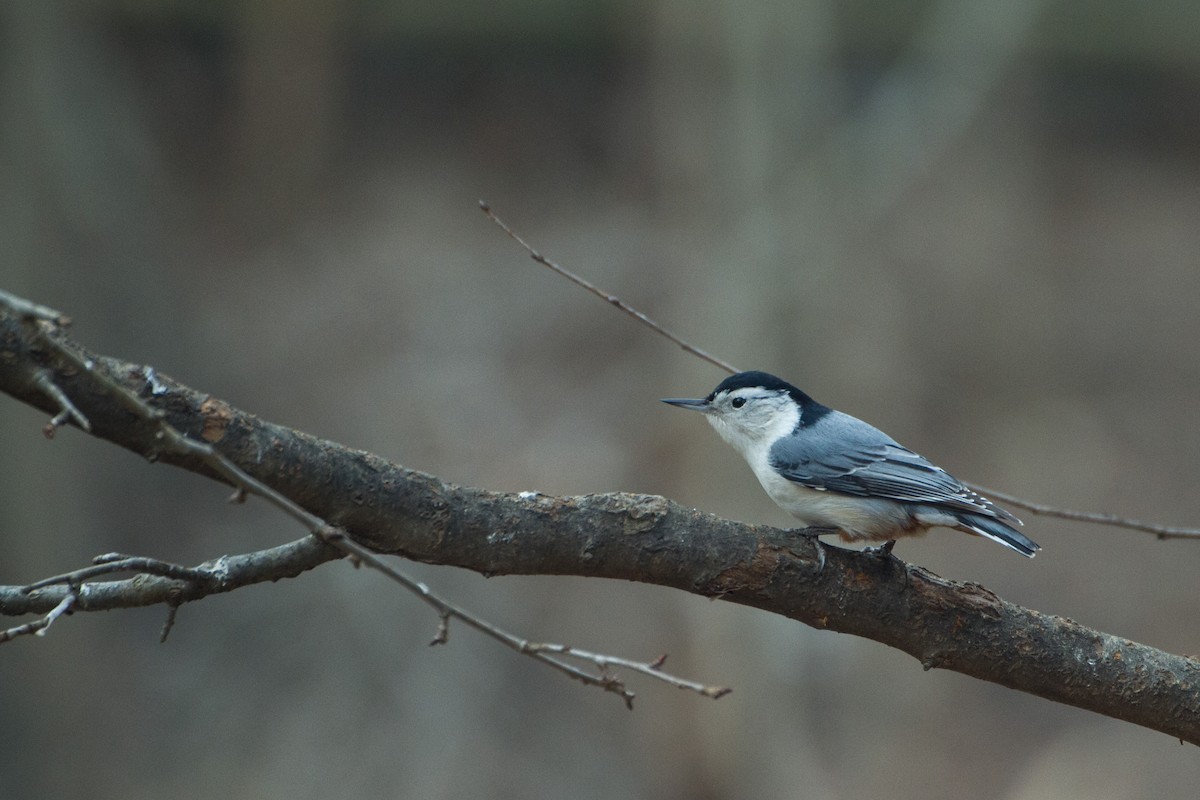 White-breasted Nuthatch - ML628013743