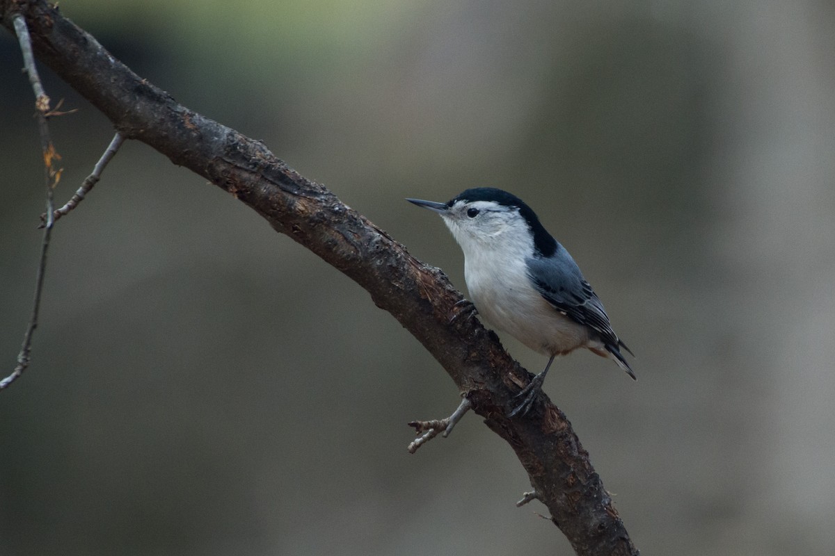 White-breasted Nuthatch - ML628013744