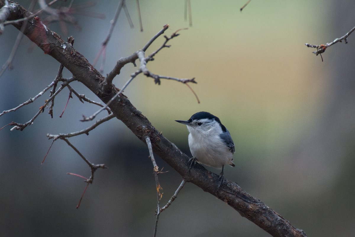 White-breasted Nuthatch - ML628013745