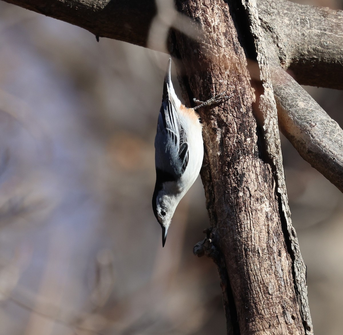 White-breasted Nuthatch - ML628013747