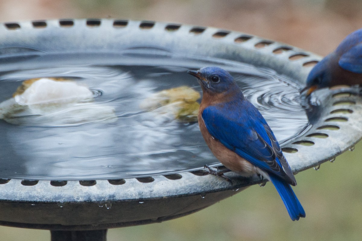 Eastern Bluebird - ML628013754