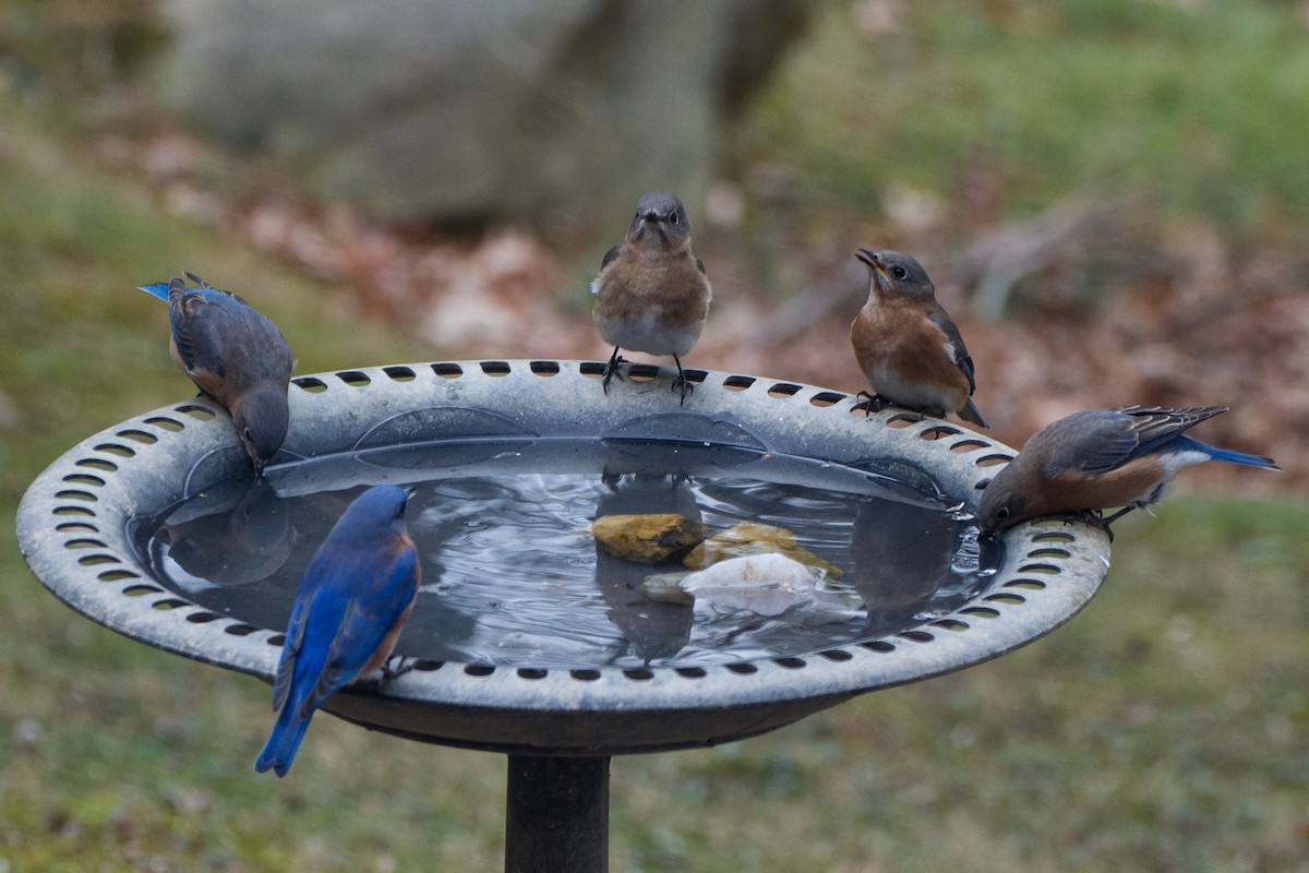 Eastern Bluebird - ML628013755