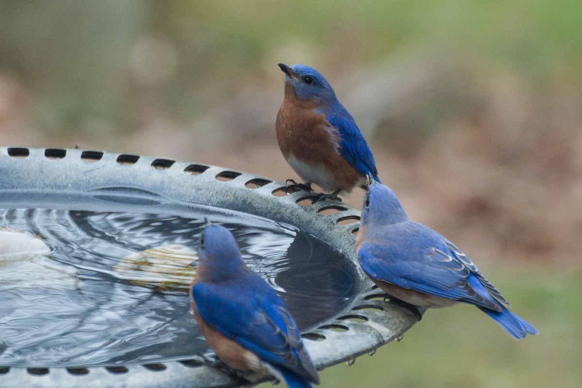 Eastern Bluebird - ML628013756