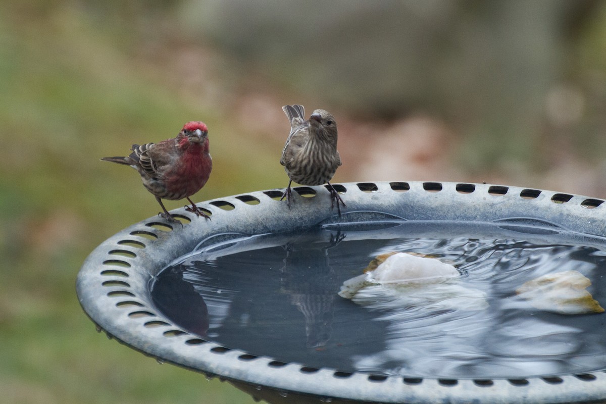 House Finch - ML628013771