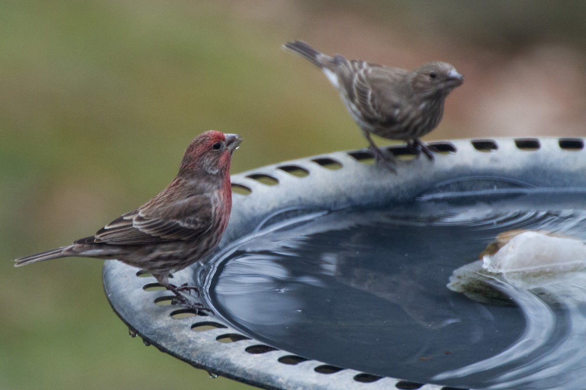 House Finch - ML628013772