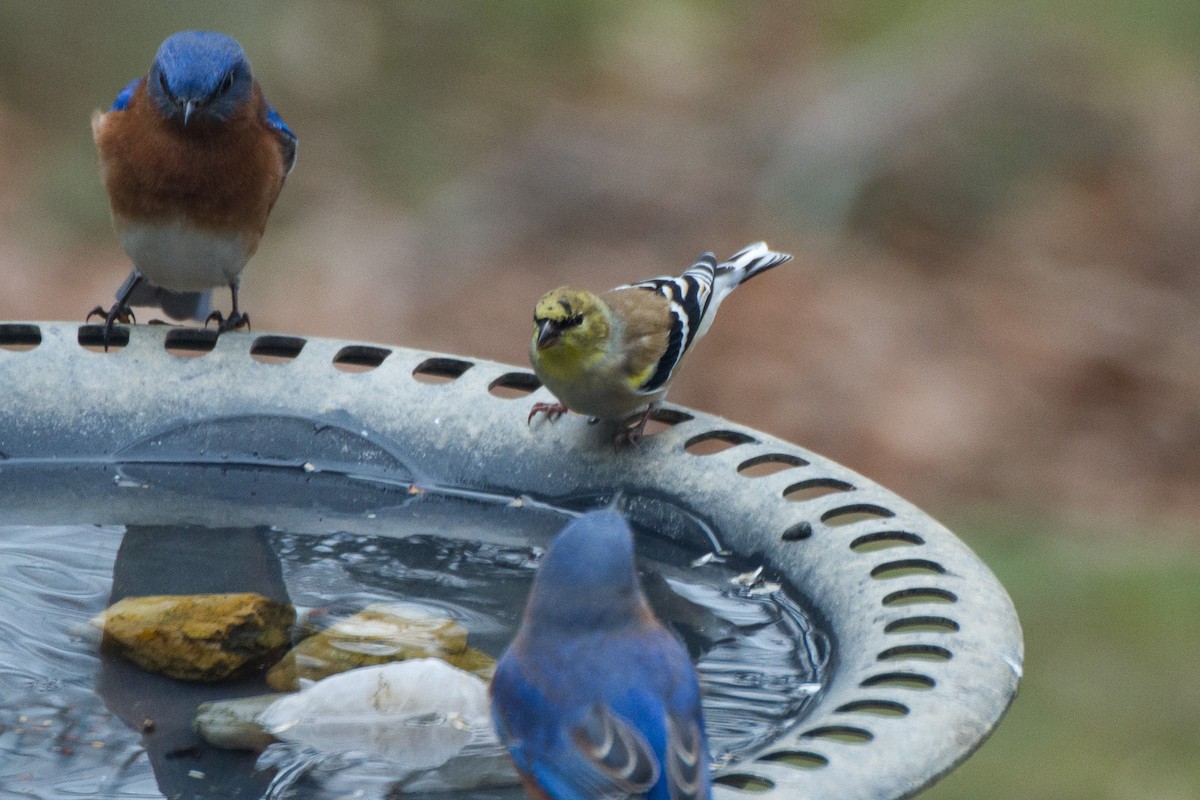 American Goldfinch - ML628013782