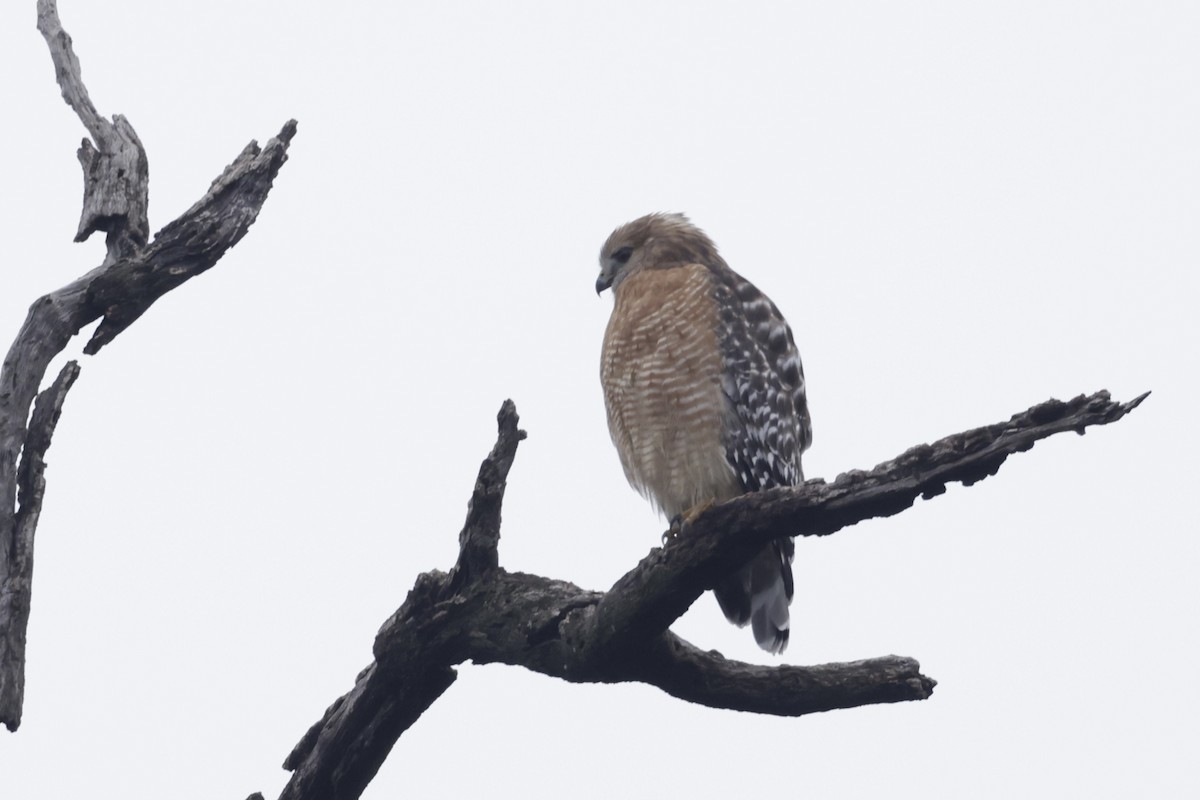 Red-shouldered Hawk - ML628013806