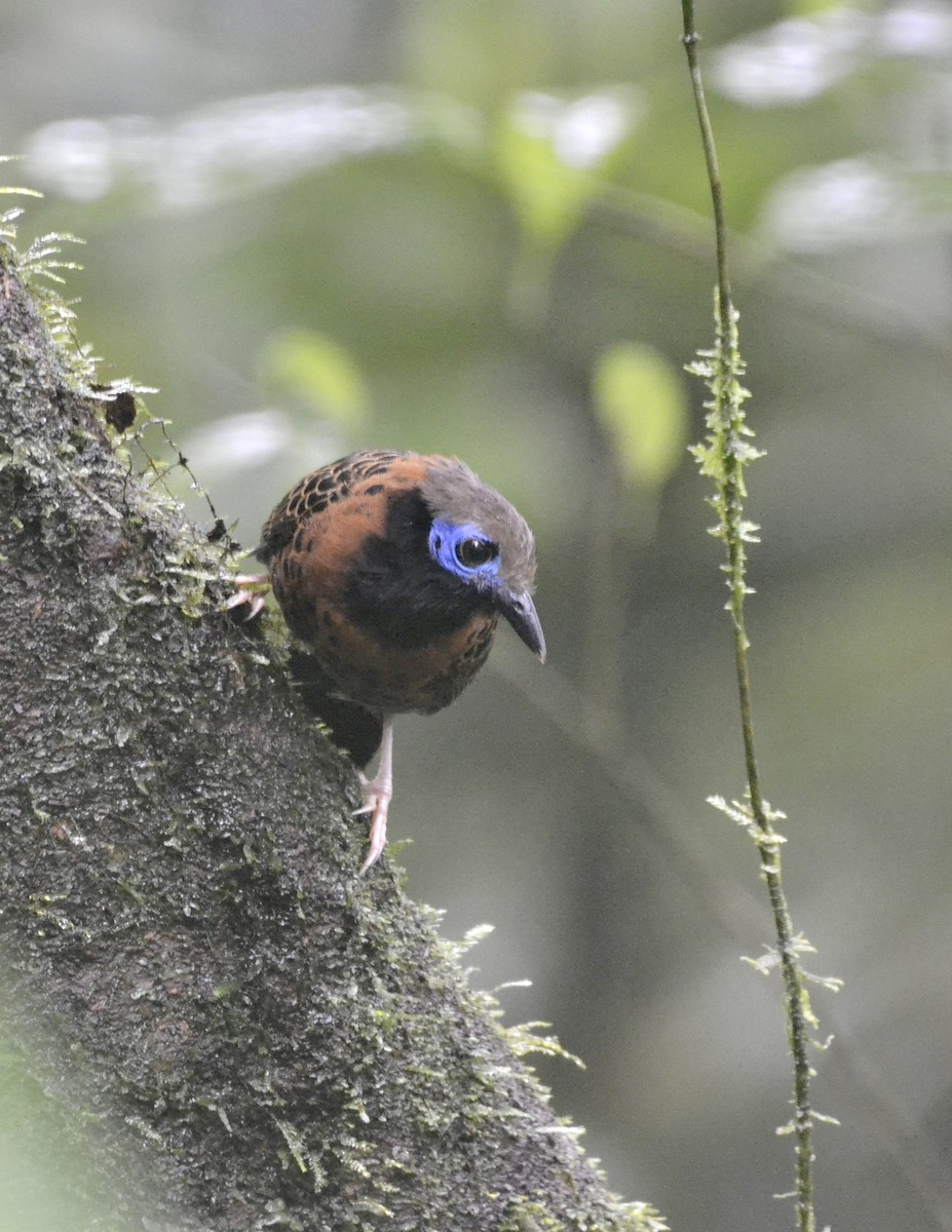 Ocellated Antbird - ML628013813