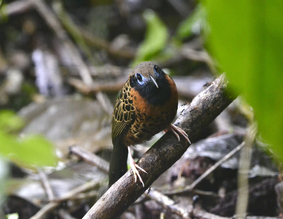 Ocellated Antbird - ML628013814