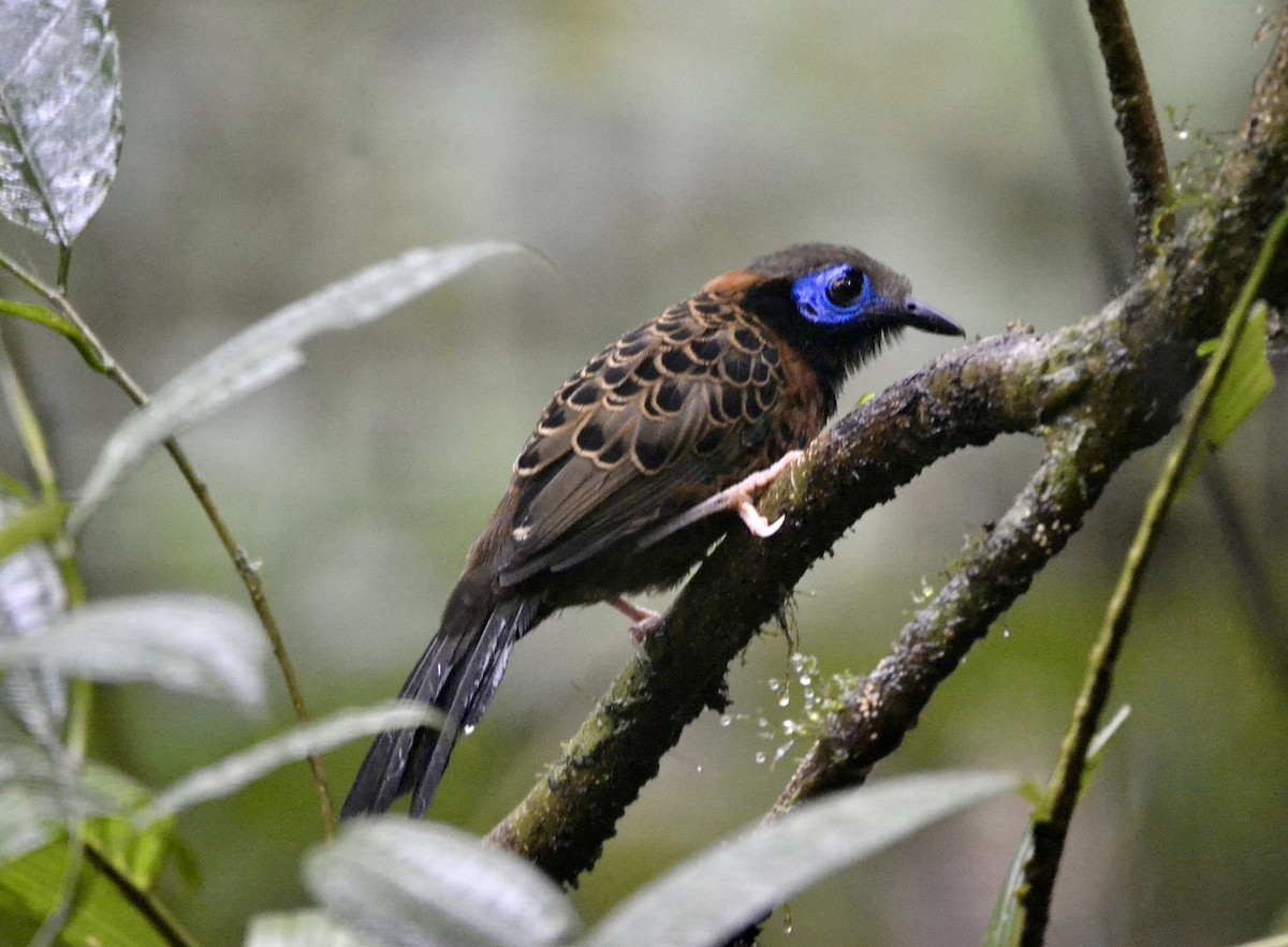 Ocellated Antbird - ML628013815