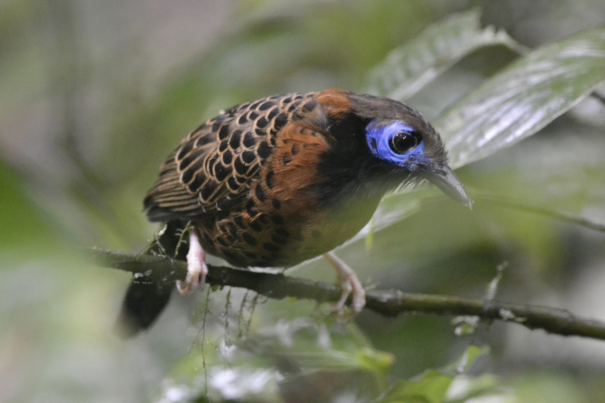 Ocellated Antbird - ML628013816