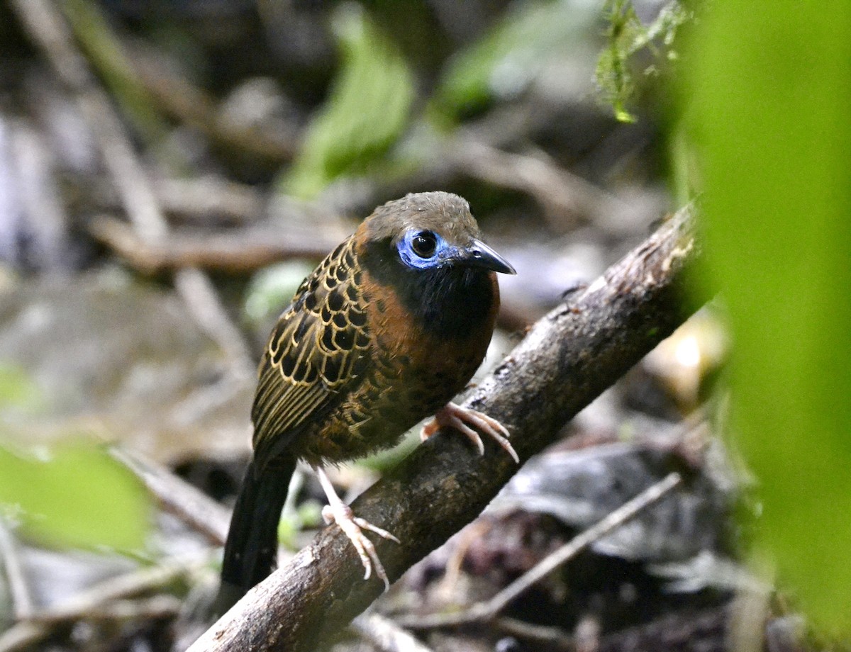 Ocellated Antbird - ML628013817