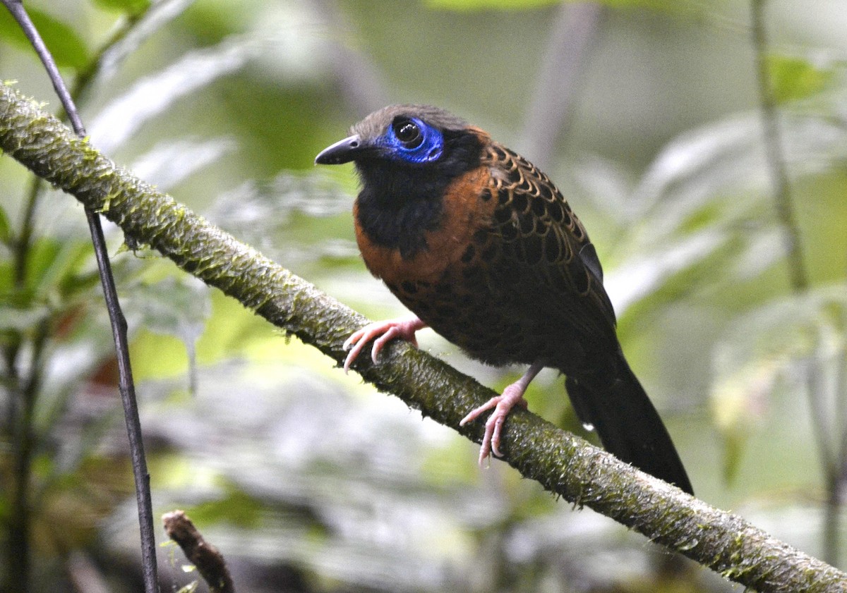 Ocellated Antbird - ML628013818