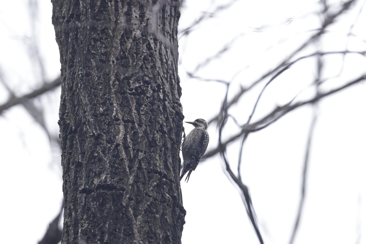 Yellow-bellied Sapsucker - ML628013821