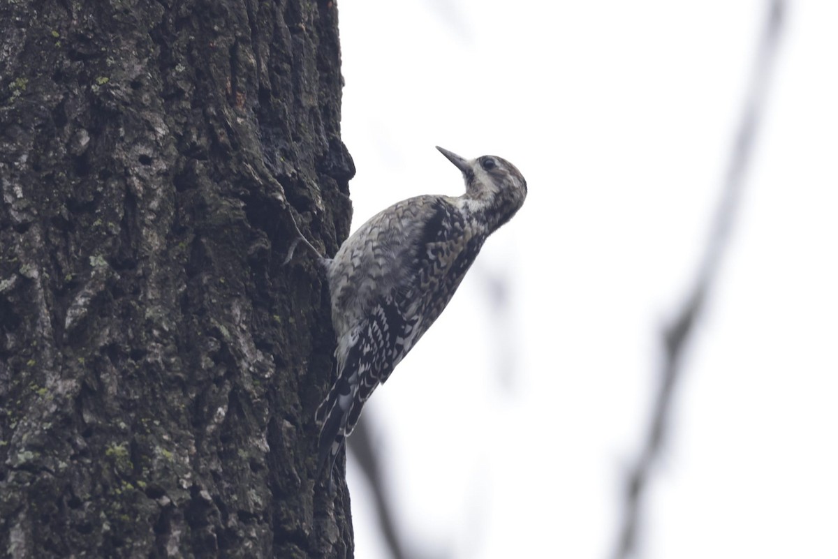 Yellow-bellied Sapsucker - ML628013822