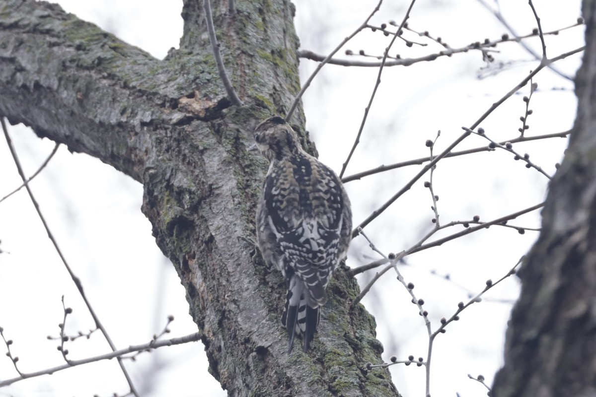 Yellow-bellied Sapsucker - ML628013823