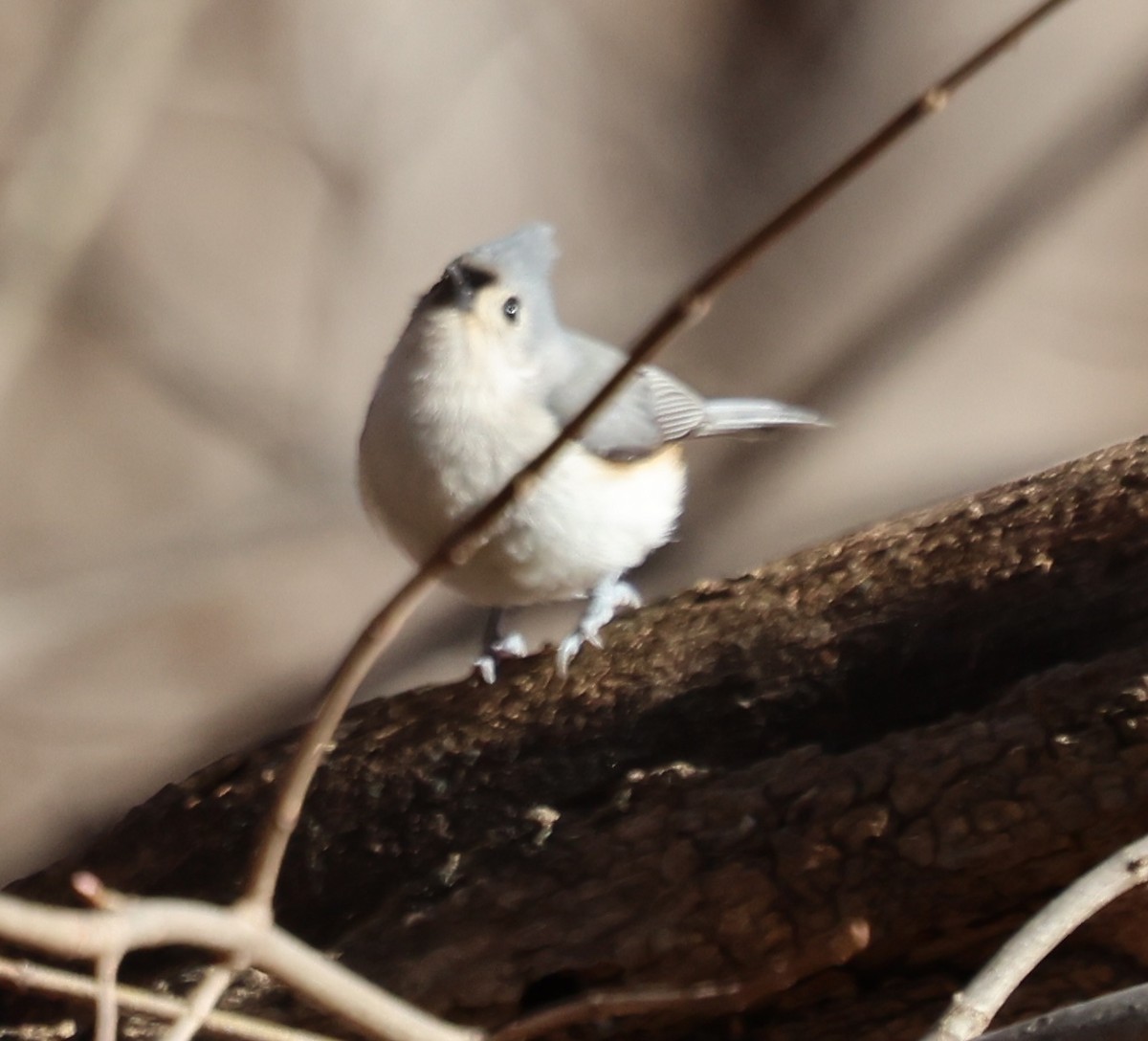 Tufted Titmouse - ML628013829