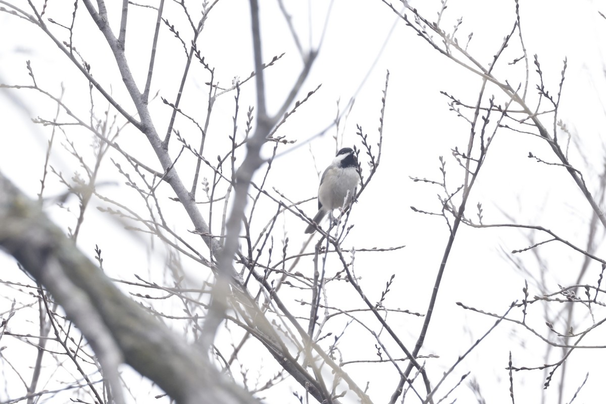 Carolina Chickadee - ML628013830