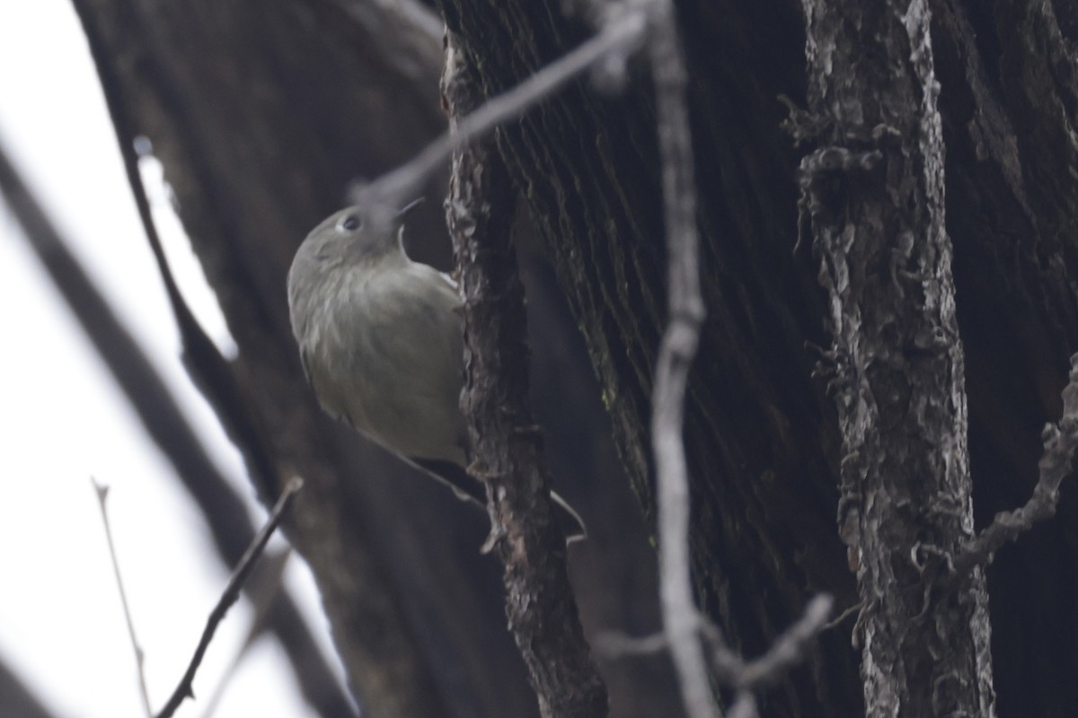 Ruby-crowned Kinglet - ML628013836