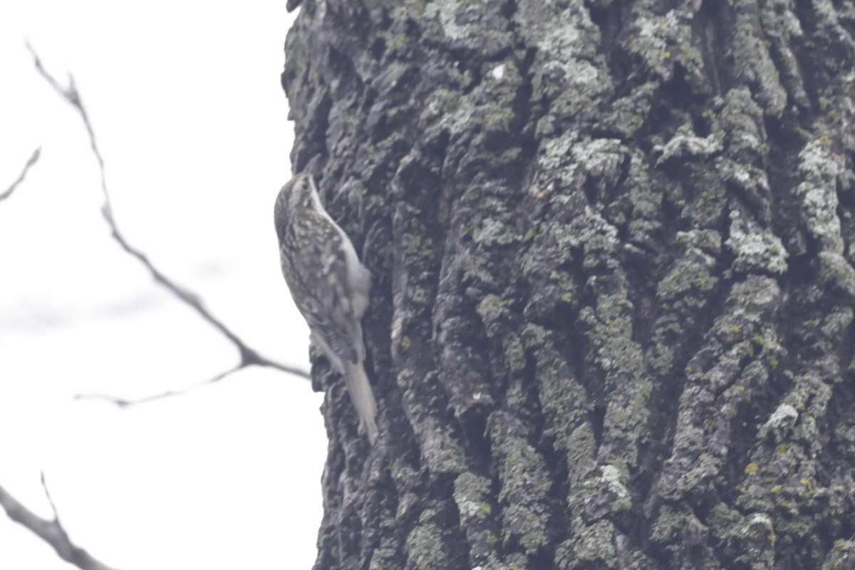 Brown Creeper - ML628013846