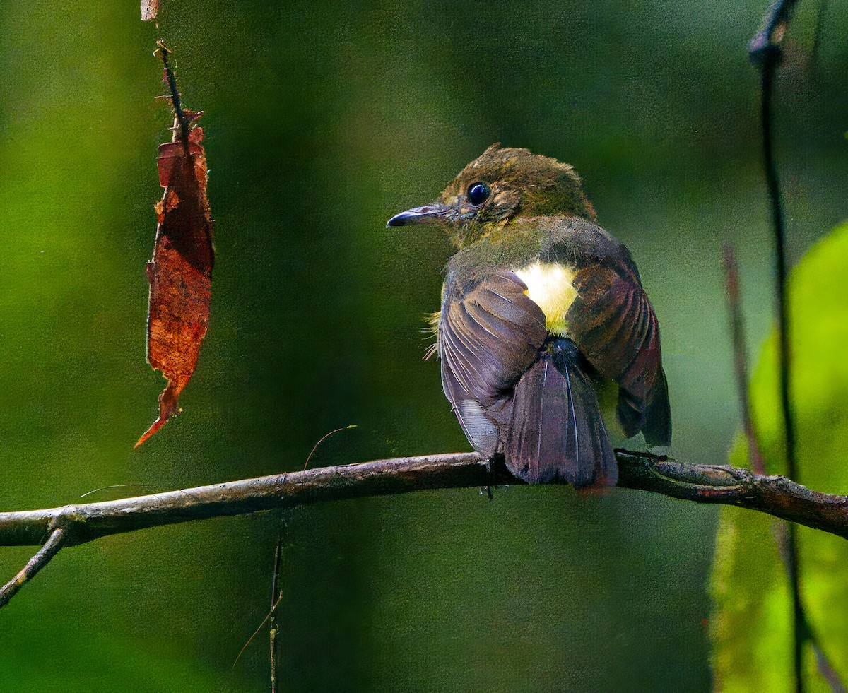 Sulphur-rumped Flycatcher - ML628013908