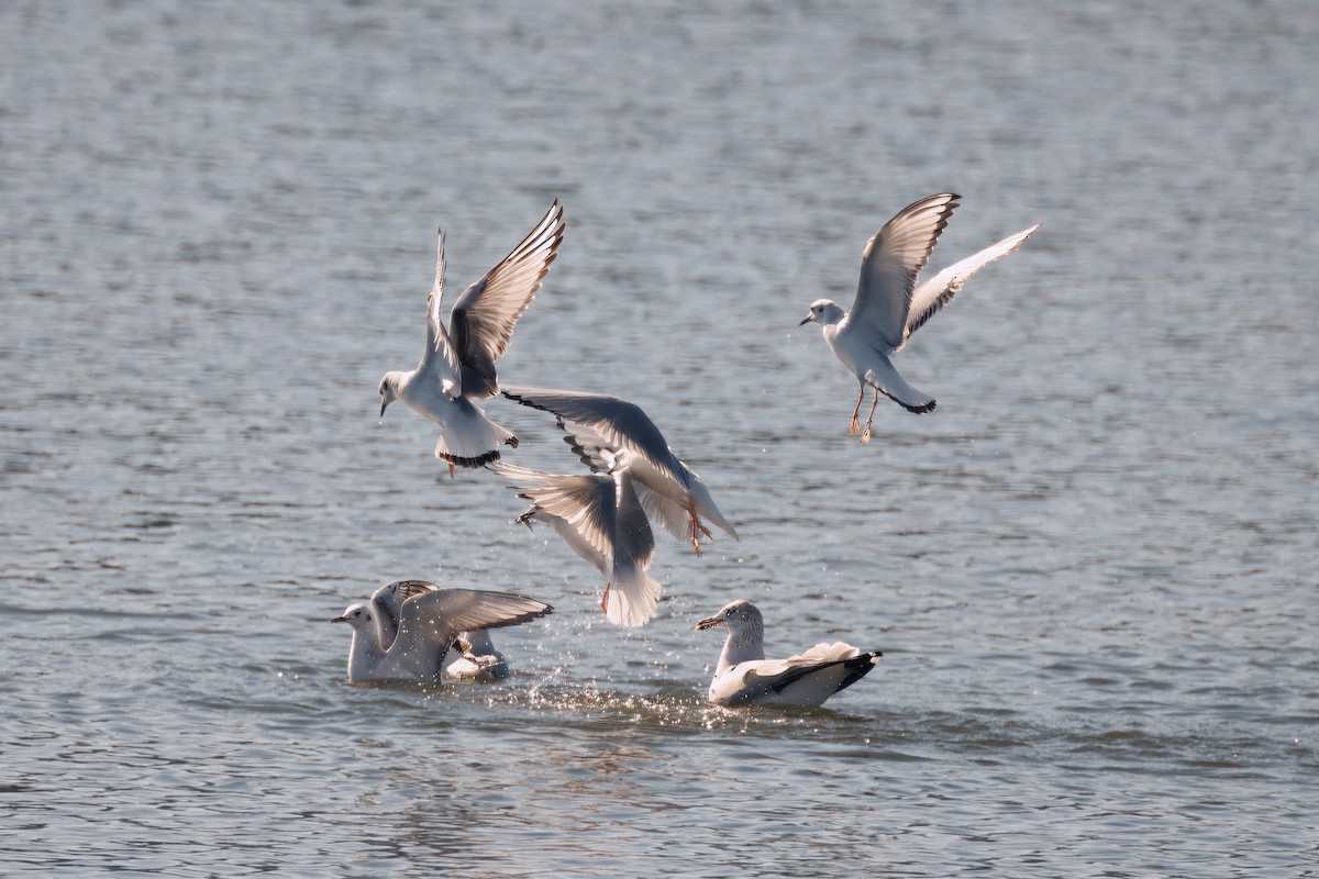 Gaviota de Bonaparte - ML628013911