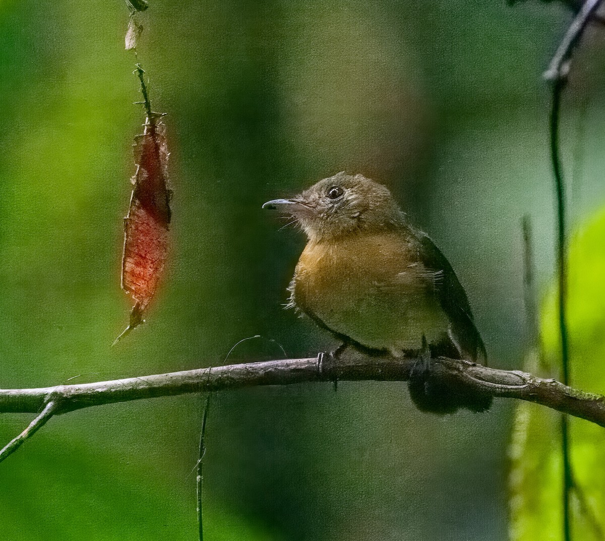 Sulphur-rumped Flycatcher - ML628013913