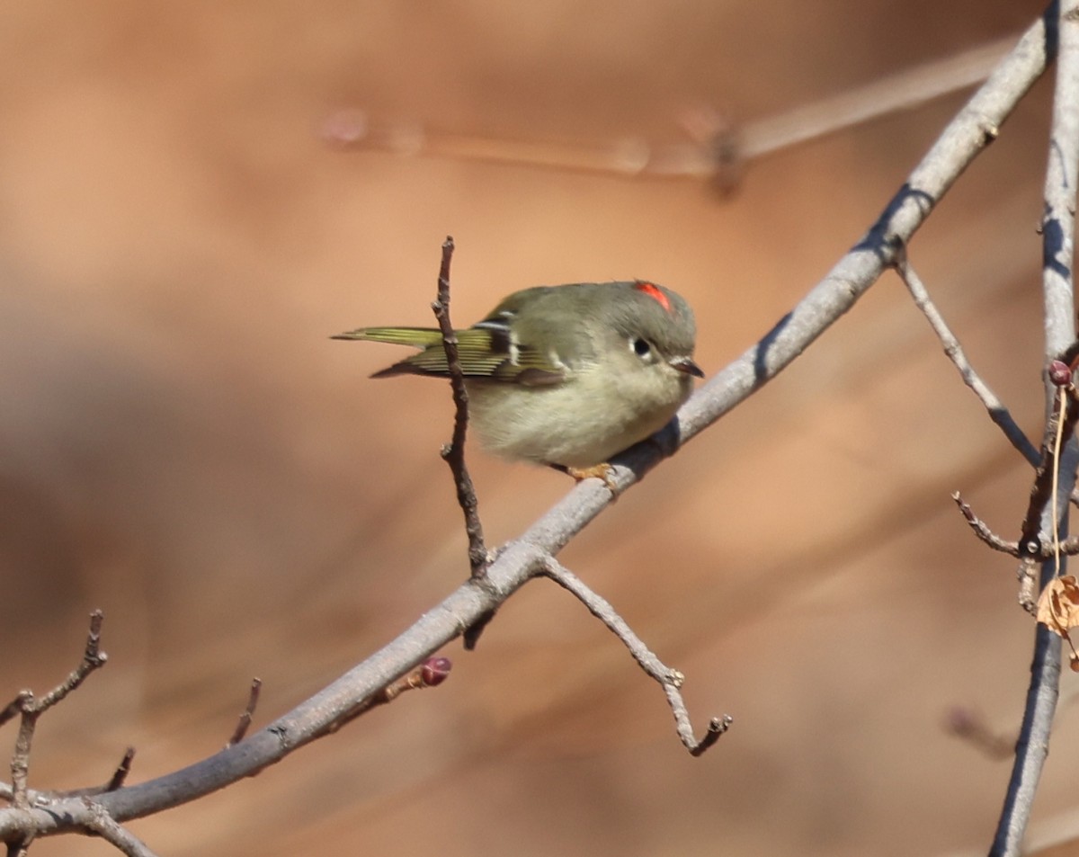 Ruby-crowned Kinglet - ML628013936