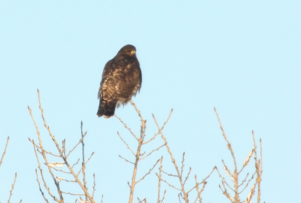 Rough-legged Hawk - ML628013941