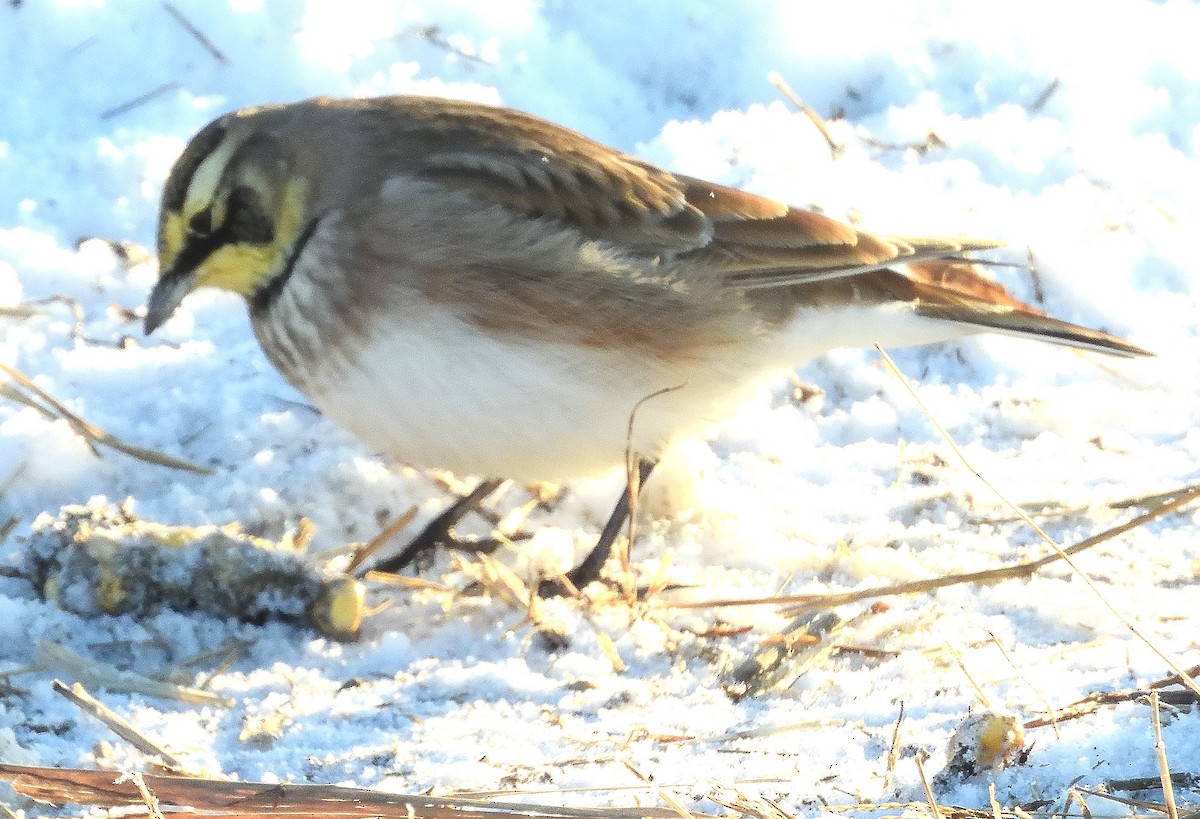 Horned Lark - ML628013950