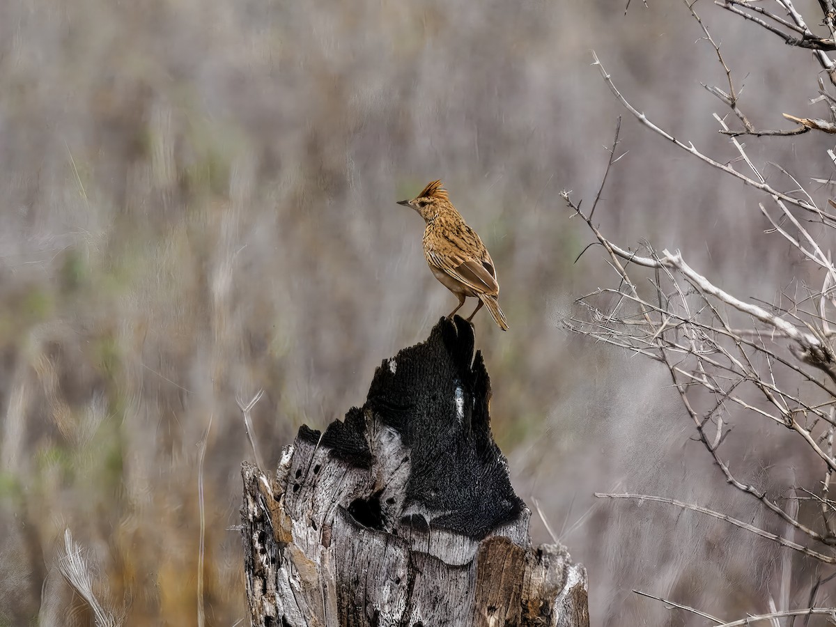 Rufous-naped Lark - ML628014064