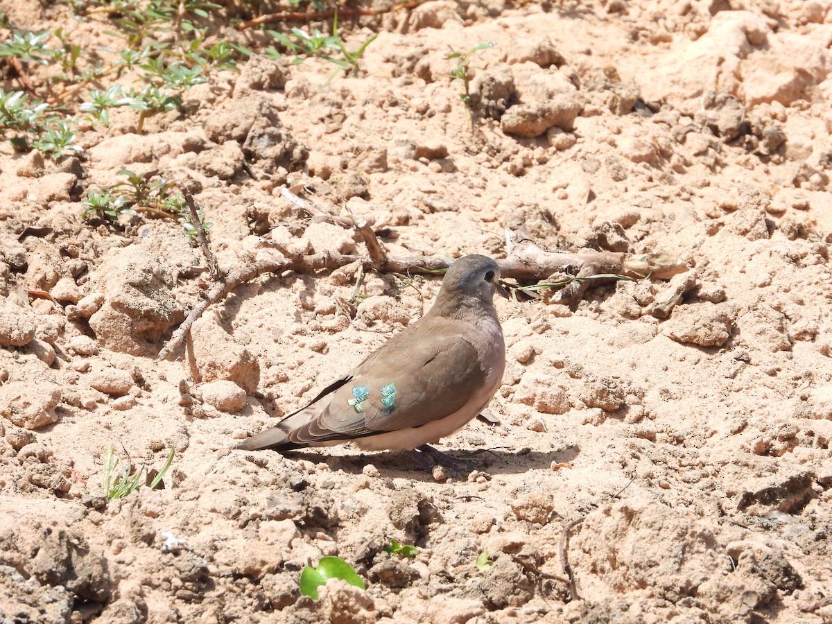 Emerald-spotted Wood-Dove - ML628014087