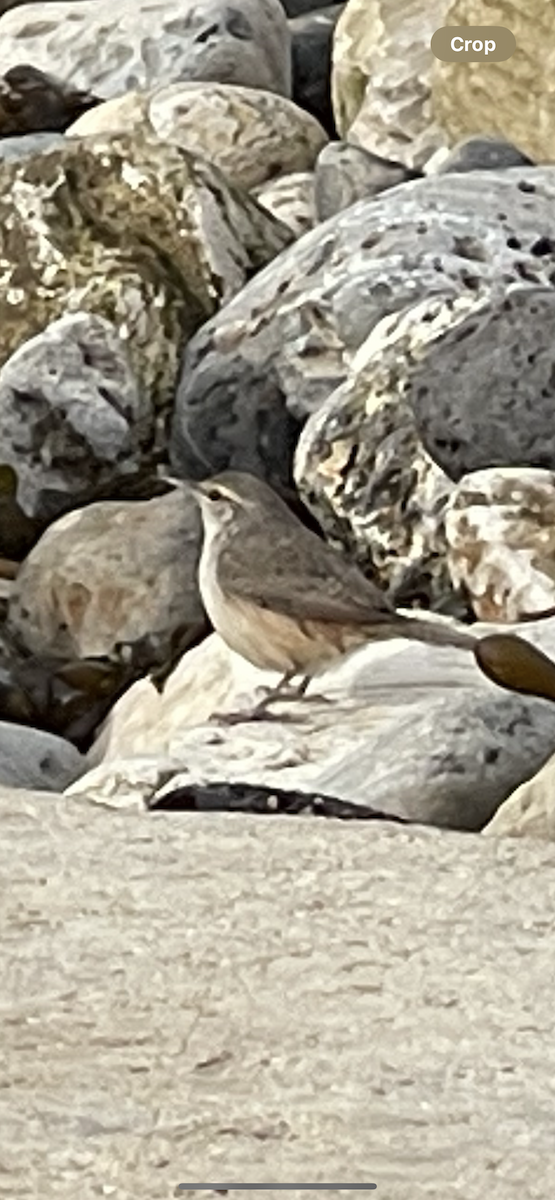 Rock Wren - ML628014174